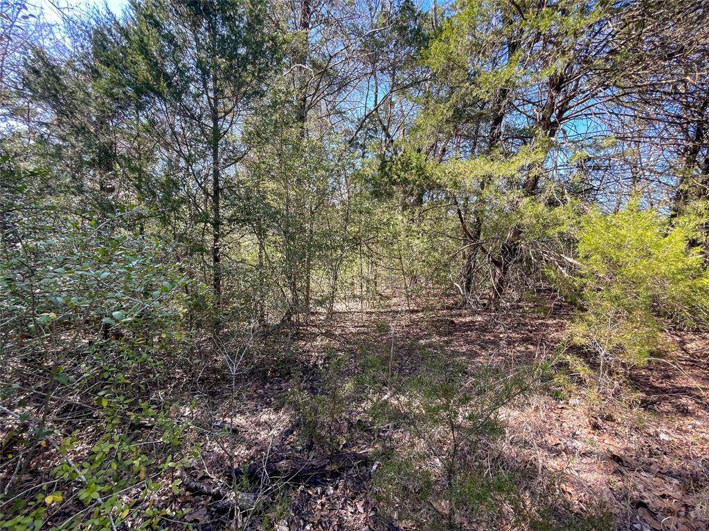 TBD 11.71 Acres Fm 489 - Photo 1