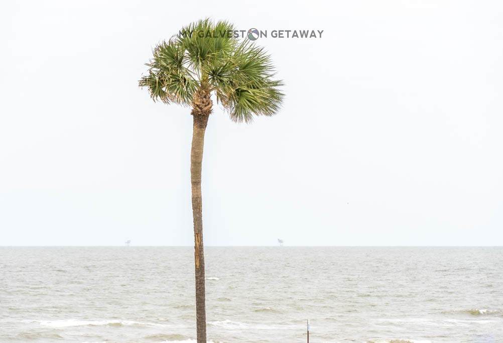 6300 Seawall Boulevard - Photo 1