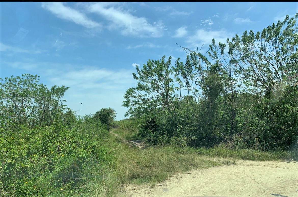 TBD E15 Lagarto - Vainilla - Photo 1