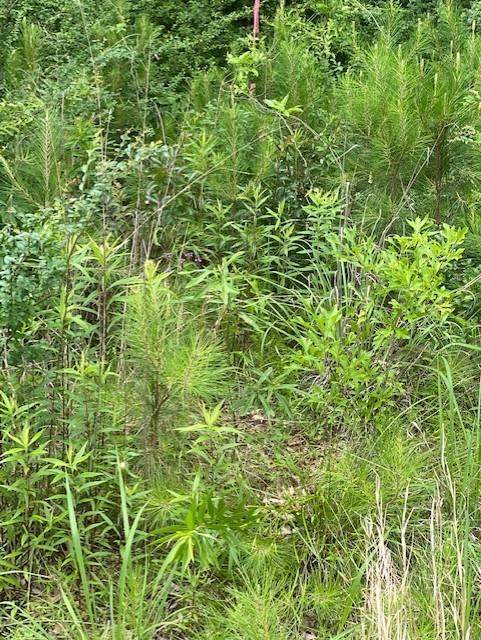00 Thomas Windt Road - Photo 1