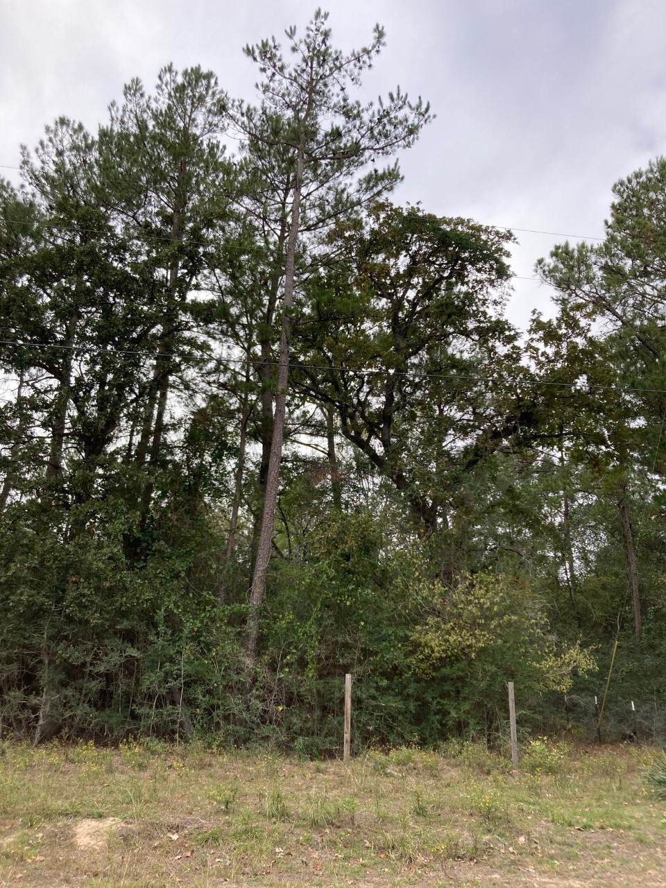 16596 Camelia Lane - Photo 1