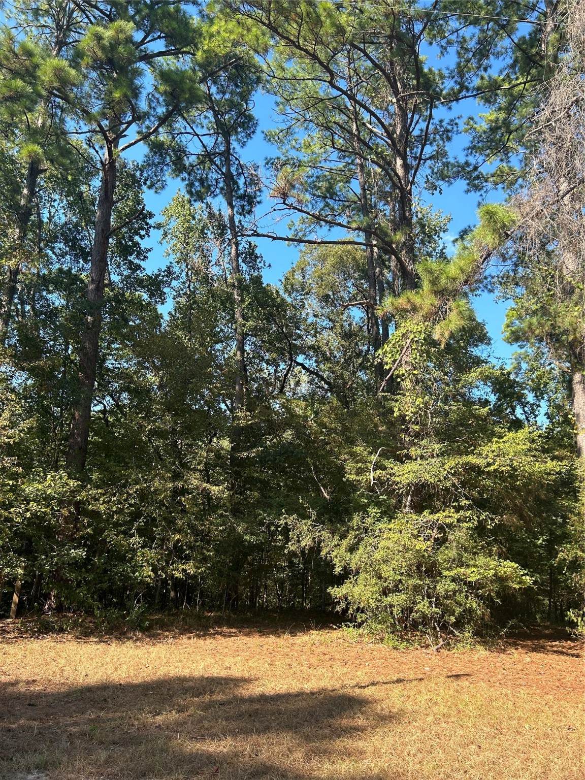 545556 Grand Pine Circle - Photo 1