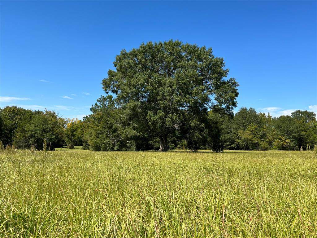 tbd 25 ac Bailey Grove Rd - Photo 1