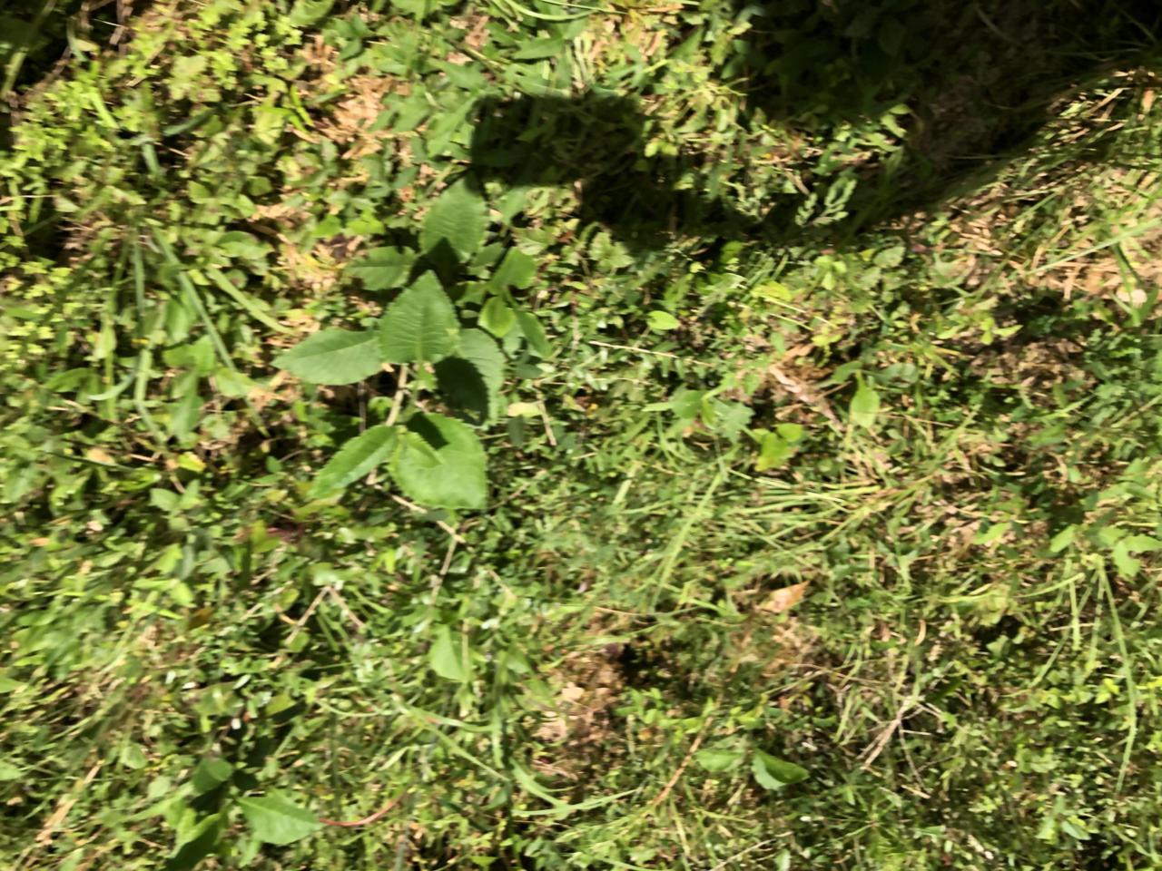 0 Lynn Ln. - Photo 1