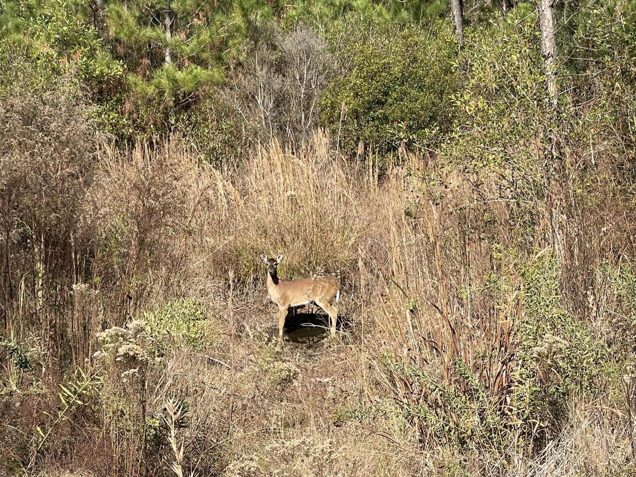 00 Stanford Lake Rd. - Photo 1