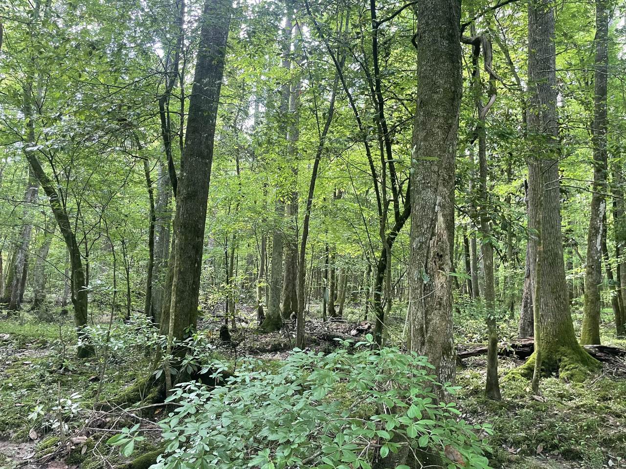 TBD Clem Rd. - Photo 1