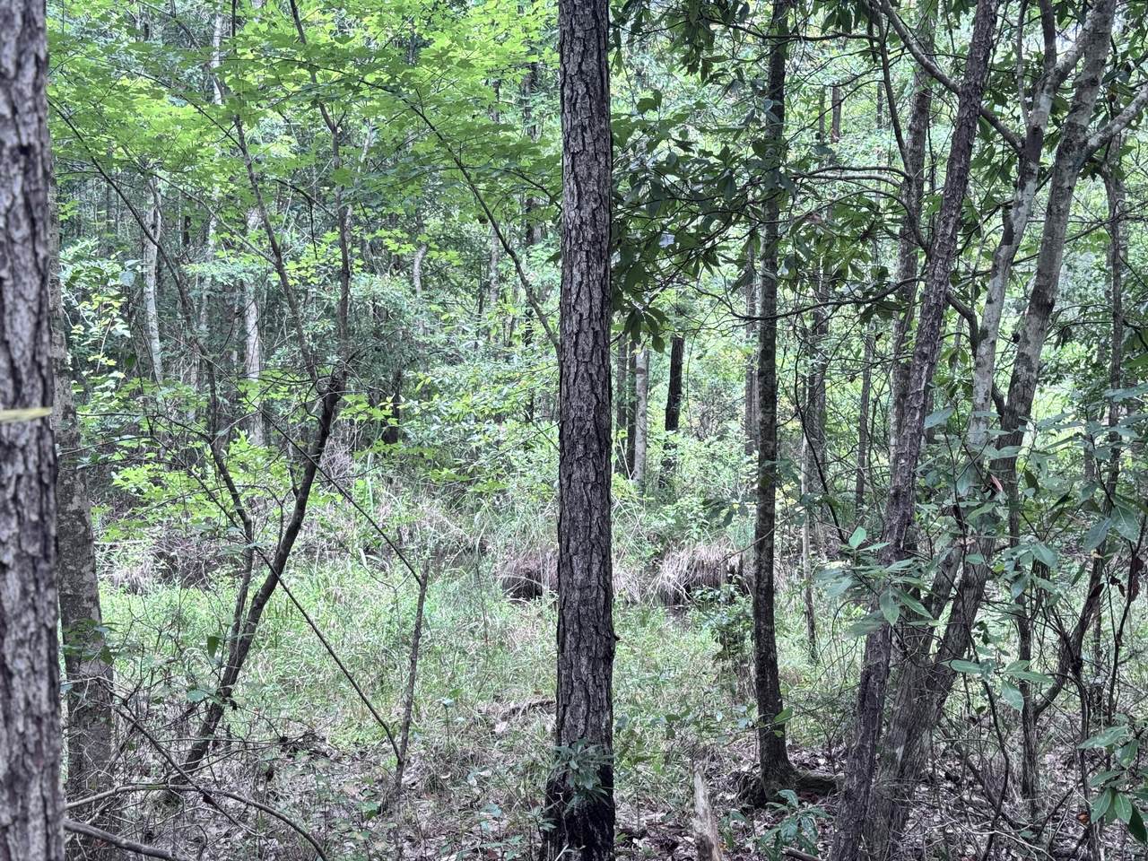 00 Lars Road (Lot 36) - Photo 1