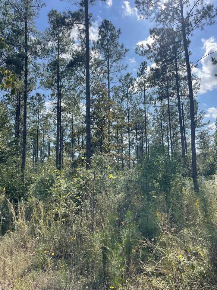 https://bt-photos.global.ssl.fastly.net/hattiesburg/1280_boomver_1_144620-2.jpg