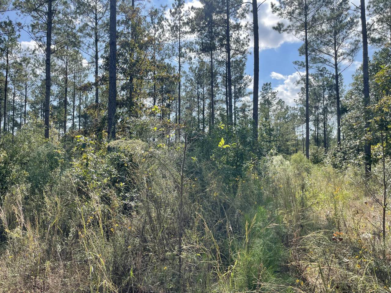 https://bt-photos.global.ssl.fastly.net/hattiesburg/1280_boomver_1_144620-2.jpg