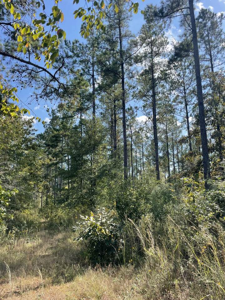https://bt-photos.global.ssl.fastly.net/hattiesburg/1280_boomver_1_144620-2.jpg
