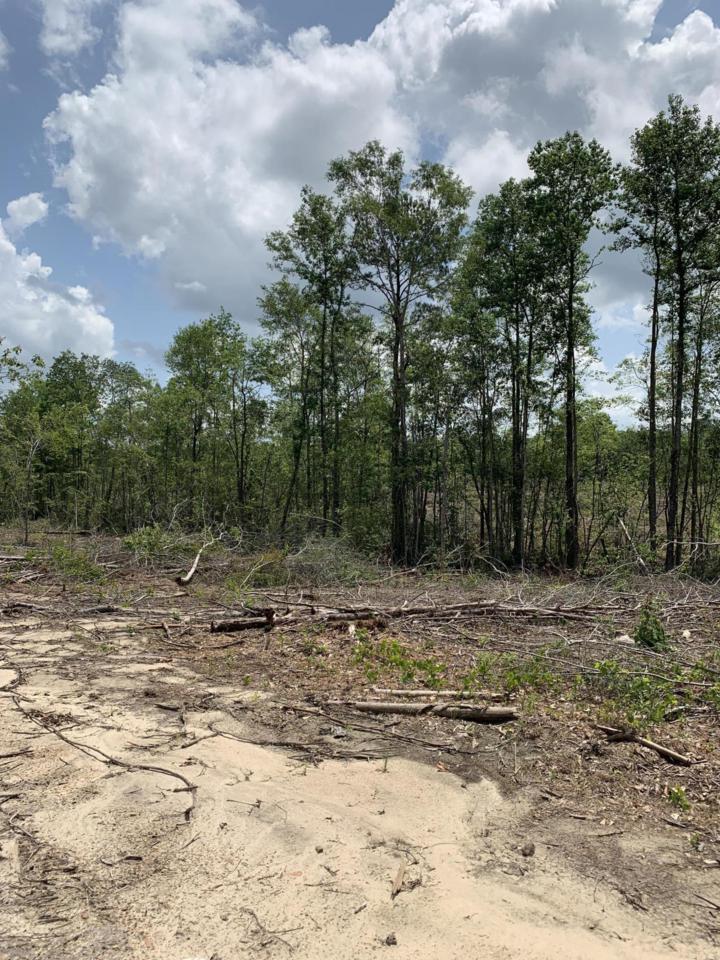 0 Highway 49 (65 +/- Ac) - Photo 1