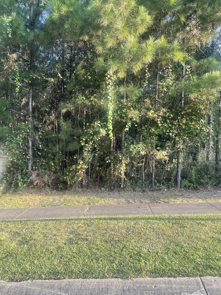 44 Baneberry - Photo 1