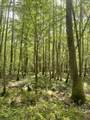 TBD Clem Rd. - Photo 27