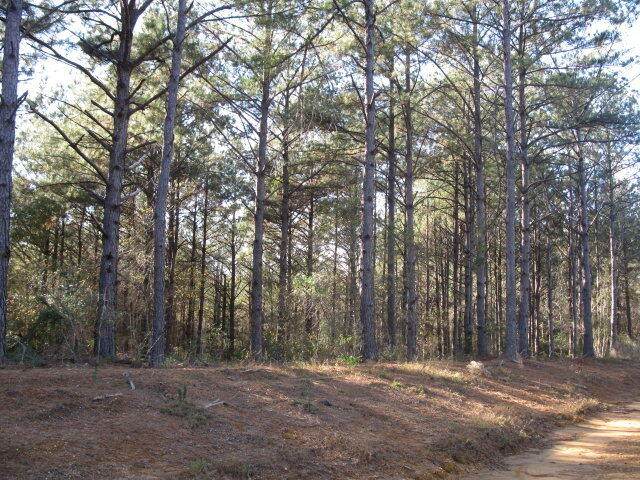 Lot 3 Parkview Drive - Photo 1