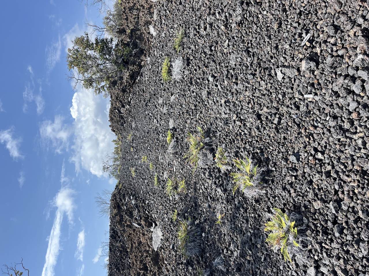 https://bt-photos.global.ssl.fastly.net/hawaii/1280_boomver_1_711482-2.jpg