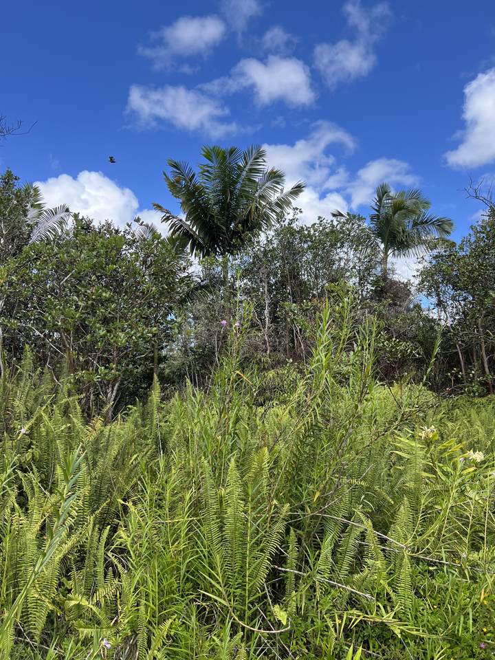  Road 10 (Poouli) - Photo 1