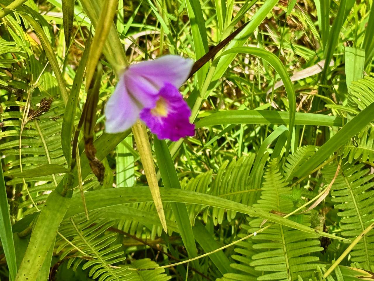 https://bt-photos.global.ssl.fastly.net/hawaii/1280_boomver_1_713749-2.jpg