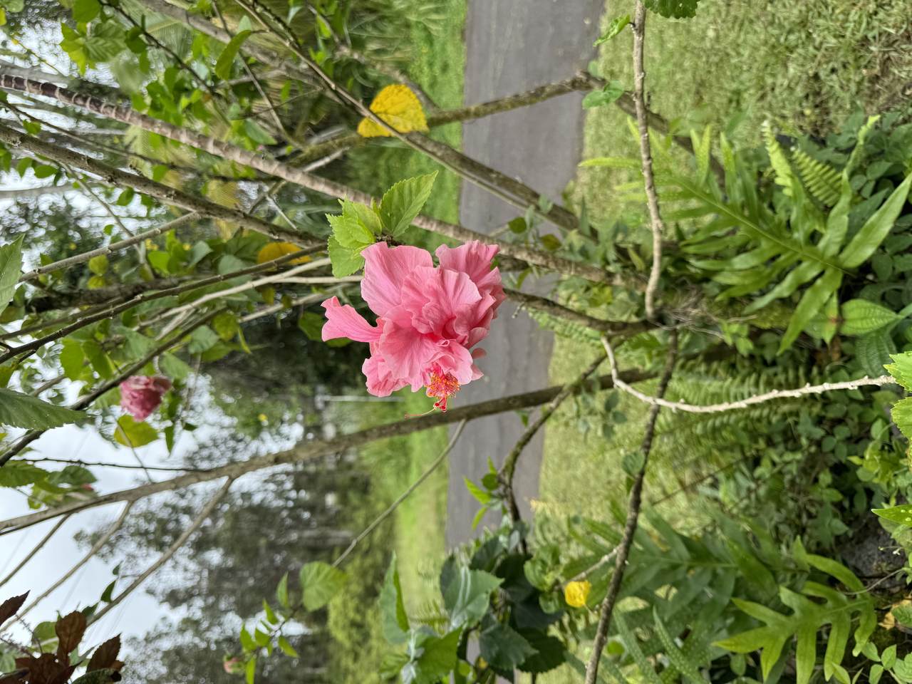 https://bt-photos.global.ssl.fastly.net/hawaii/1280_boomver_1_713877-2.jpg