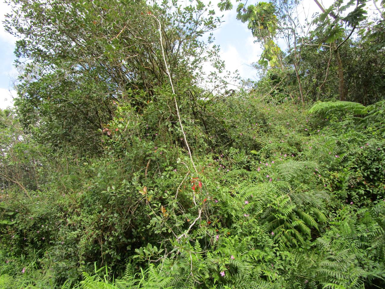 https://bt-photos.global.ssl.fastly.net/hawaii/1280_boomver_1_717570-2.jpg
