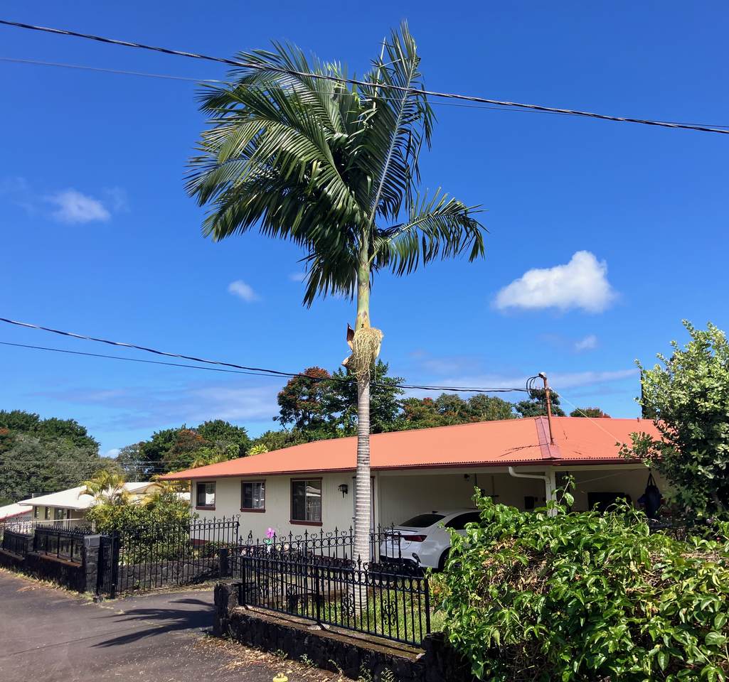 49 Kuhilani St - Photo 1