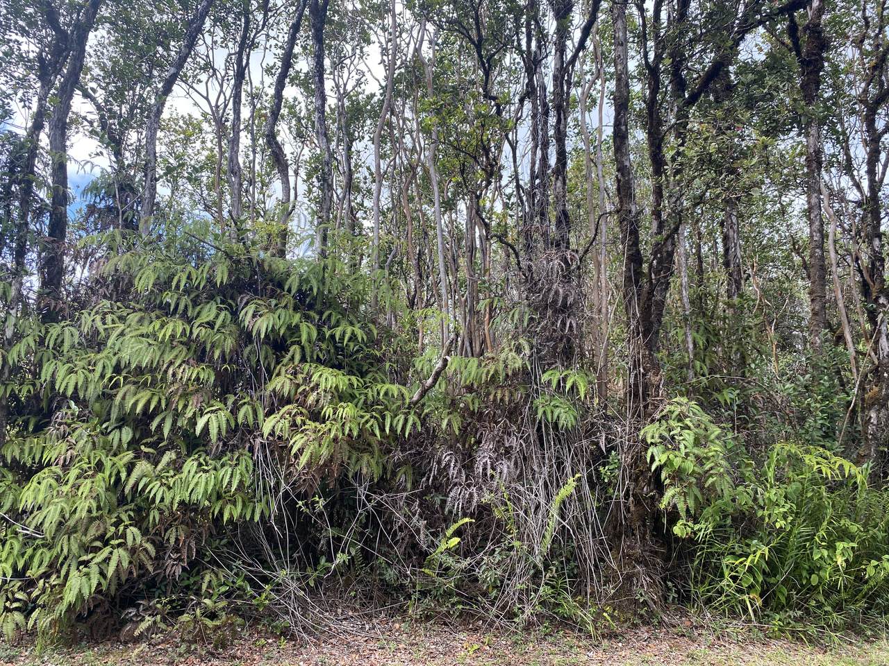 Punahele Ave - Photo 1