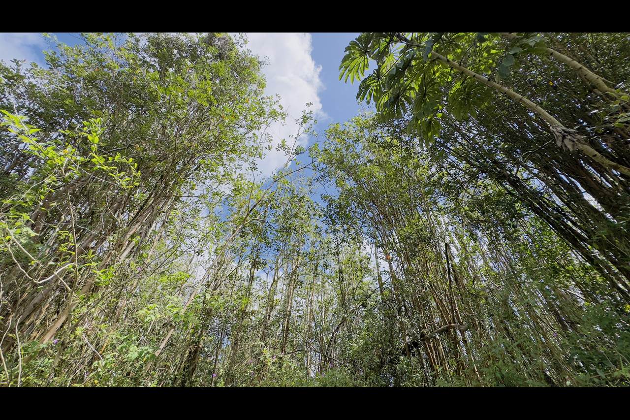  Hibiscus Dr - Photo 1