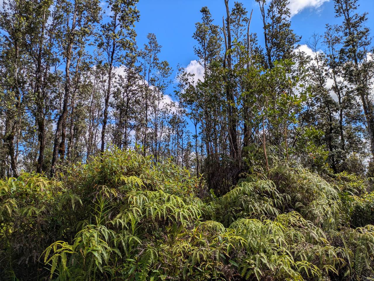 https://bt-photos.global.ssl.fastly.net/hawaii/1280_boomver_2_720117-1.jpg