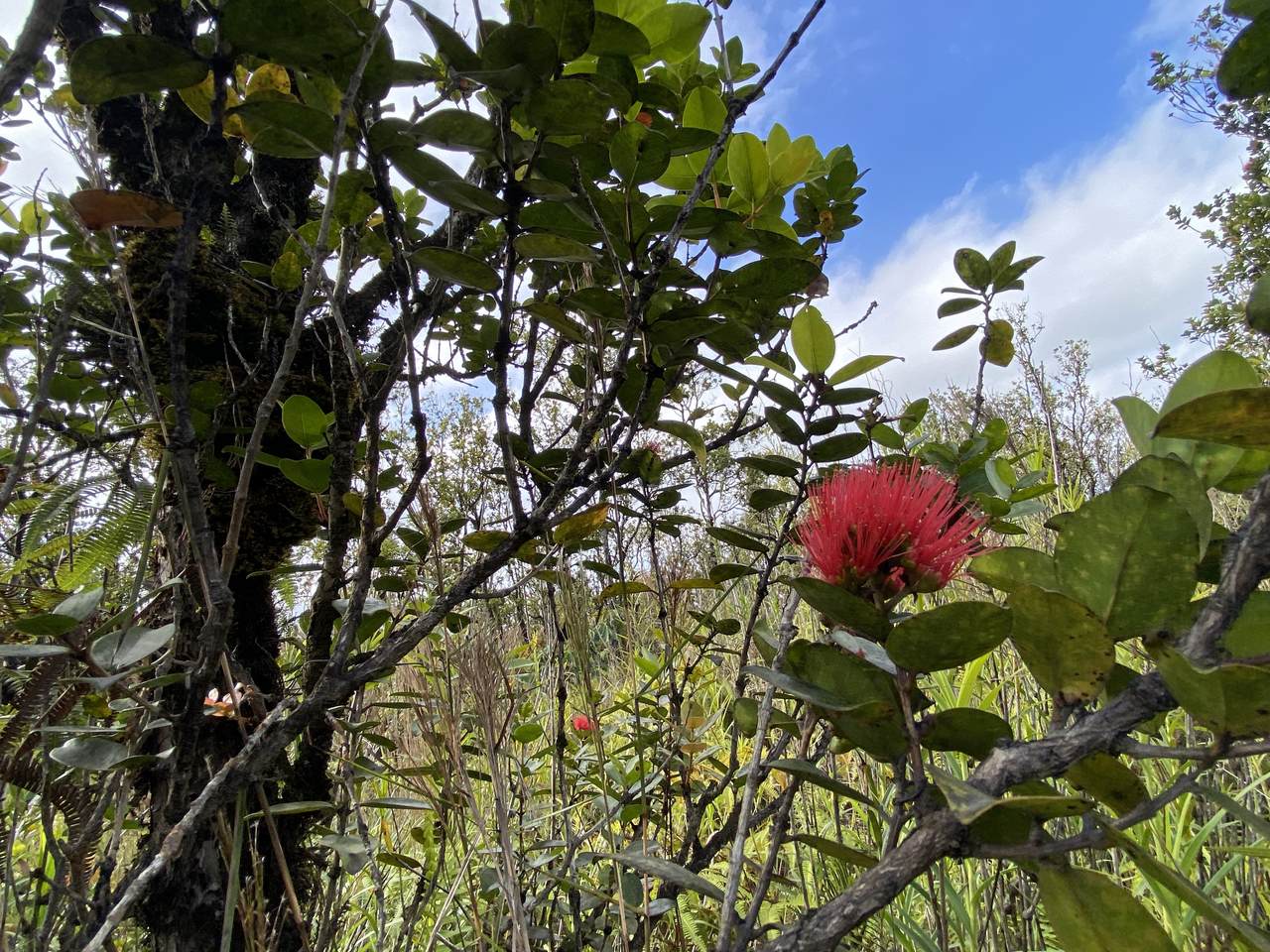 https://bt-photos.global.ssl.fastly.net/hawaii/1280_boomver_1_720567-2.jpg
