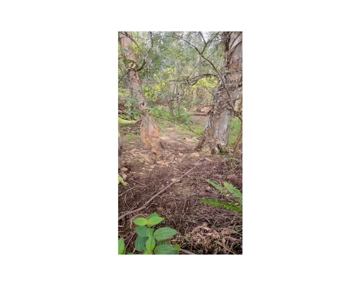  Pulelehua Rd - Photo 1