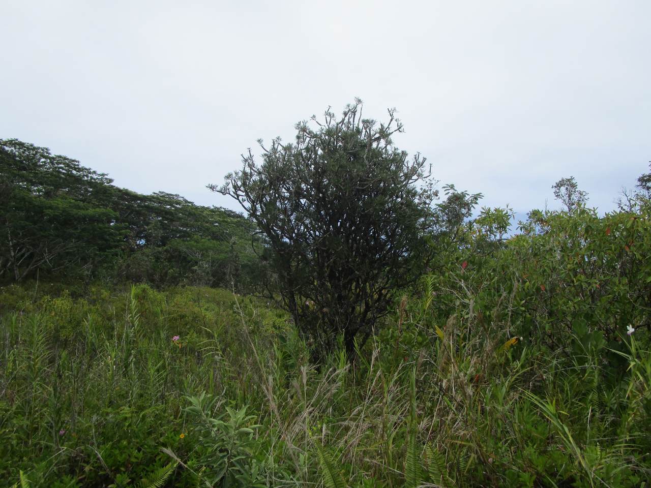 https://bt-photos.global.ssl.fastly.net/hawaii/1280_boomver_1_721507-1.jpg