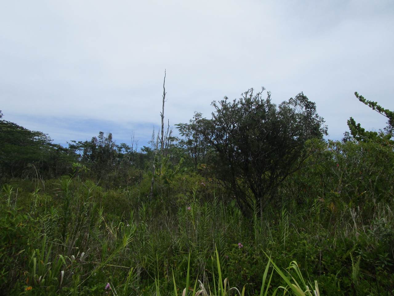 https://bt-photos.global.ssl.fastly.net/hawaii/1280_boomver_1_721507-1.jpg