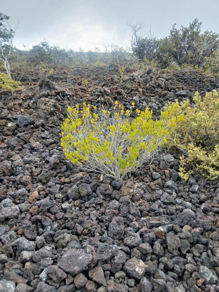 https://bt-photos.global.ssl.fastly.net/hawaii/1280_boomver_1_721954-1.jpg