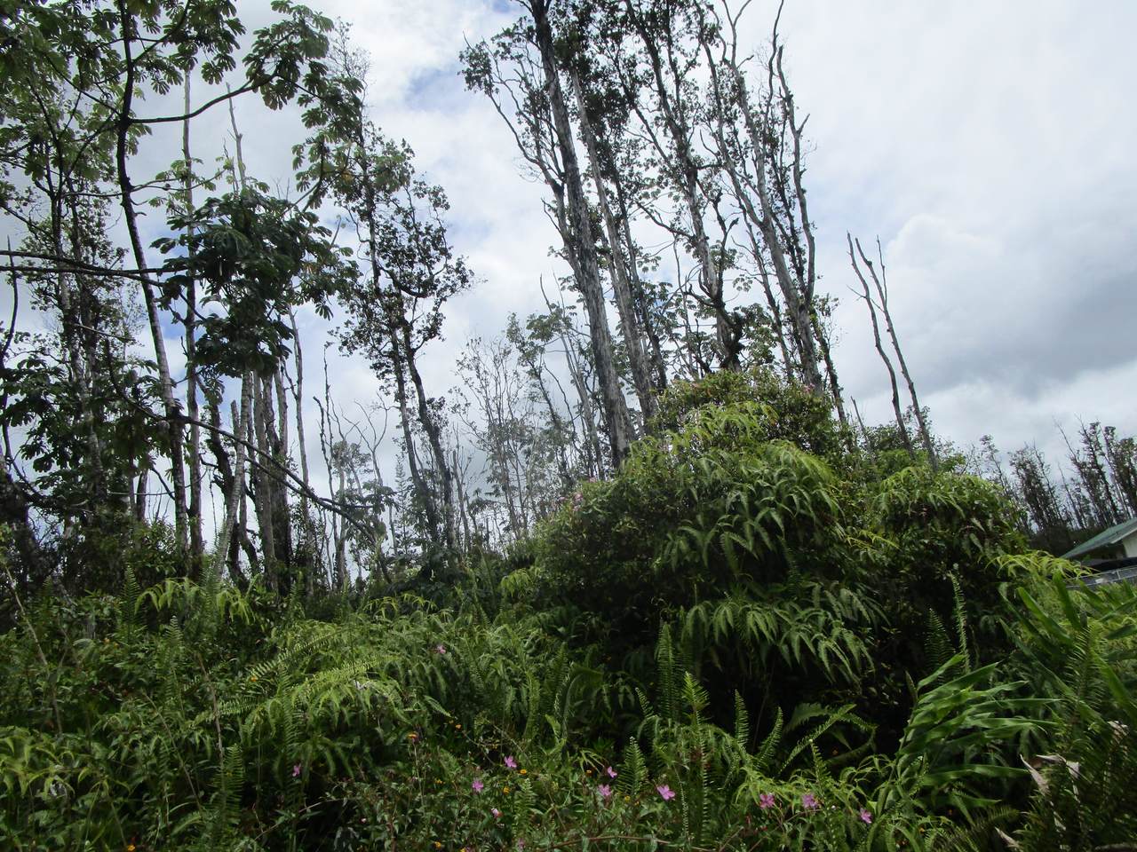  Bamboo Dr - Photo 1
