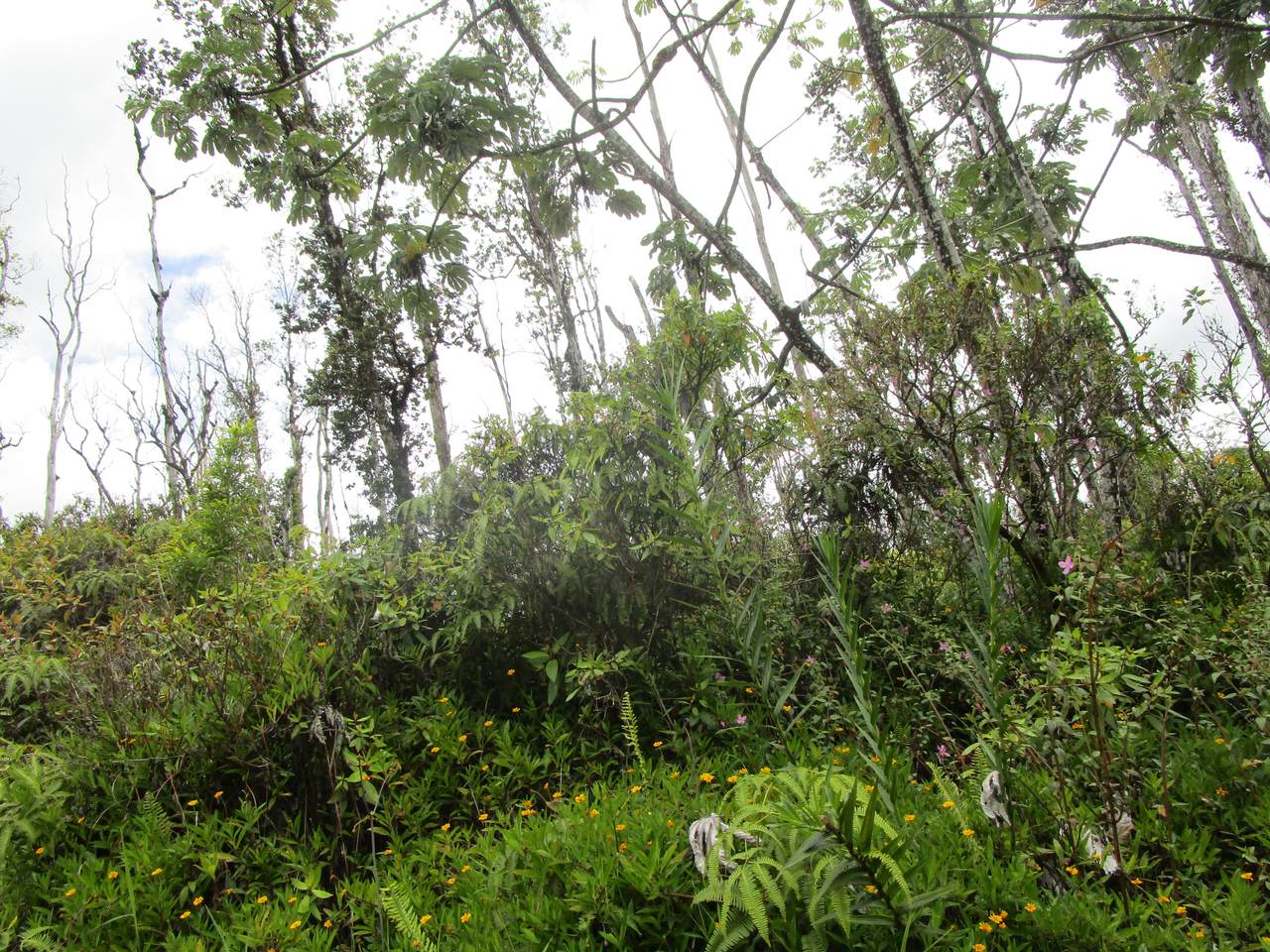 https://bt-photos.global.ssl.fastly.net/hawaii/1280_boomver_1_722099-1.jpg