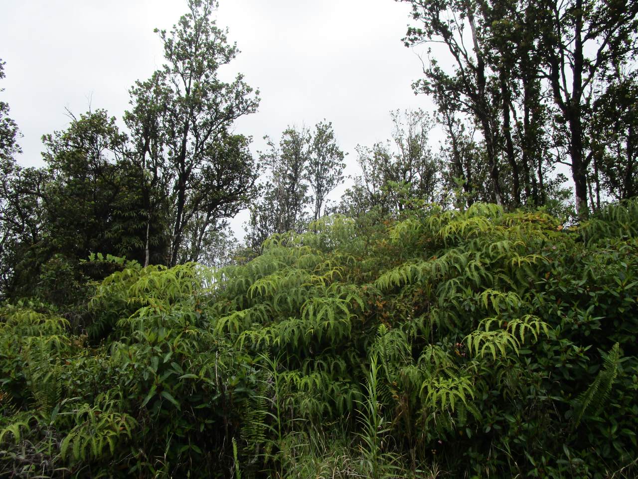 Malia Aina Rd - Photo 1