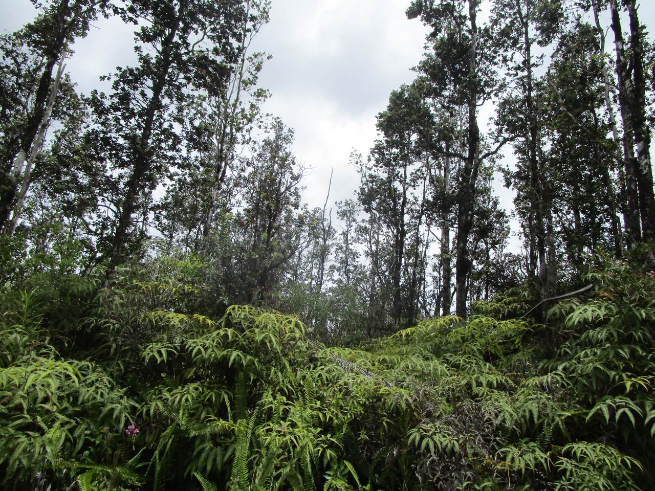  Road 9 (Koloa Maoli) - Photo 1