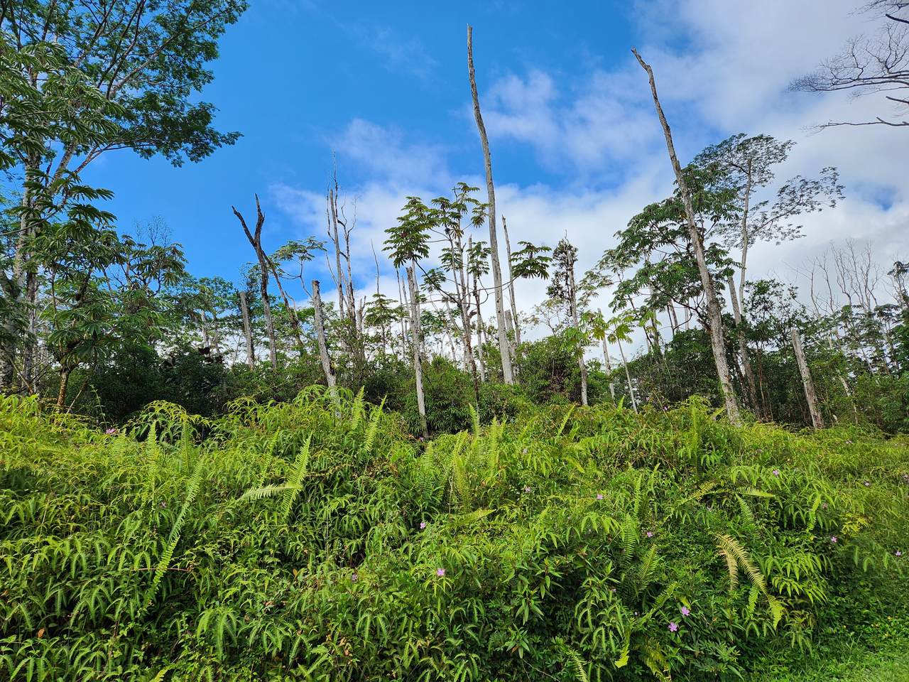 https://bt-photos.global.ssl.fastly.net/hawaii/1280_boomver_1_722995-1.jpg