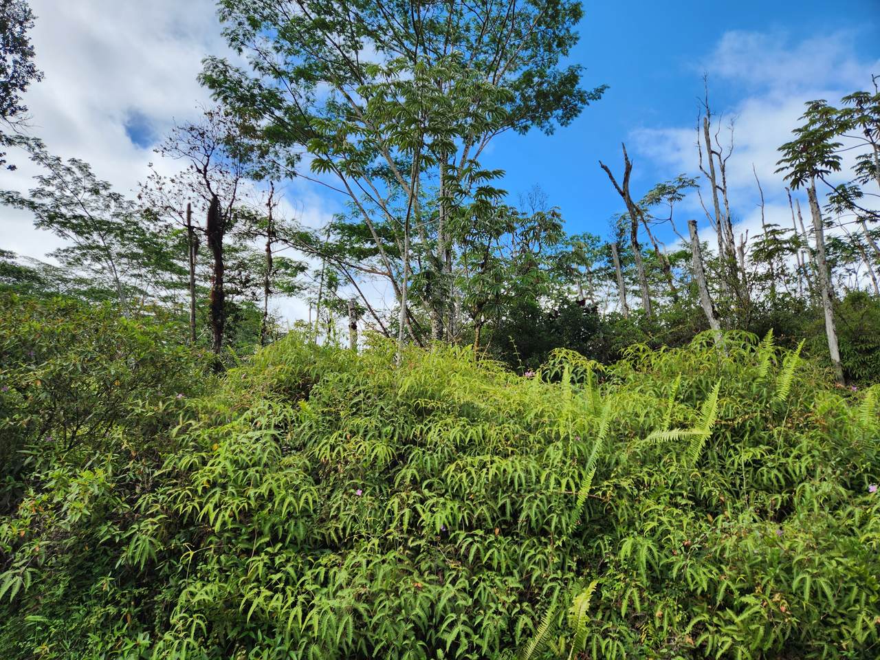 https://bt-photos.global.ssl.fastly.net/hawaii/1280_boomver_1_722995-1.jpg