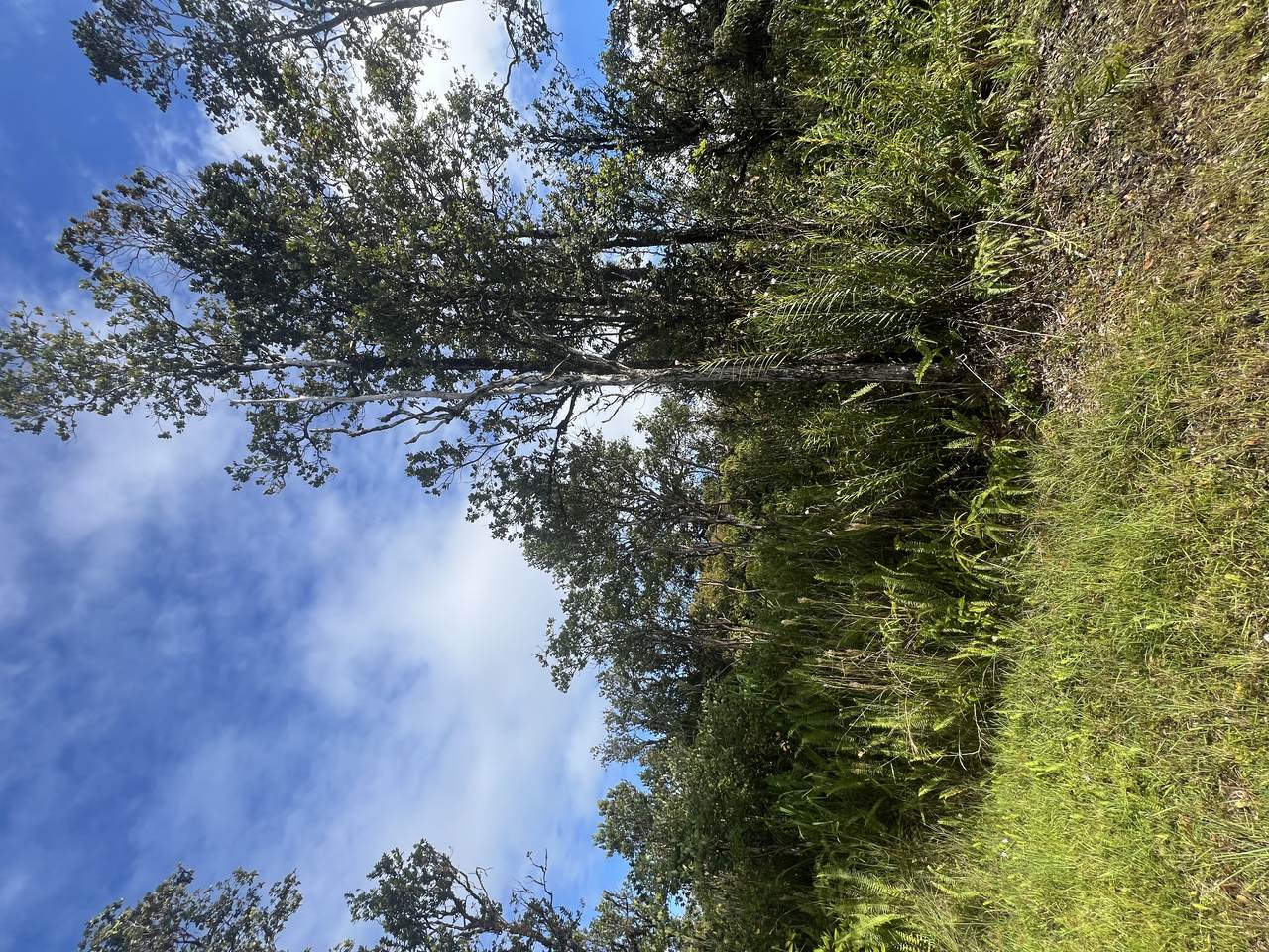  Wailele St - Photo 1