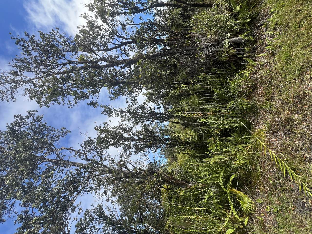 https://bt-photos.global.ssl.fastly.net/hawaii/1280_boomver_1_723296-1.jpg
