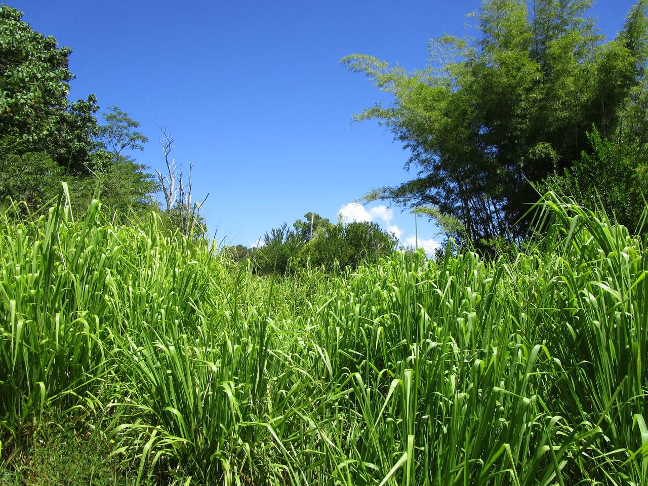 https://bt-photos.global.ssl.fastly.net/hawaii/orig_boomver_1_723898-1.jpg