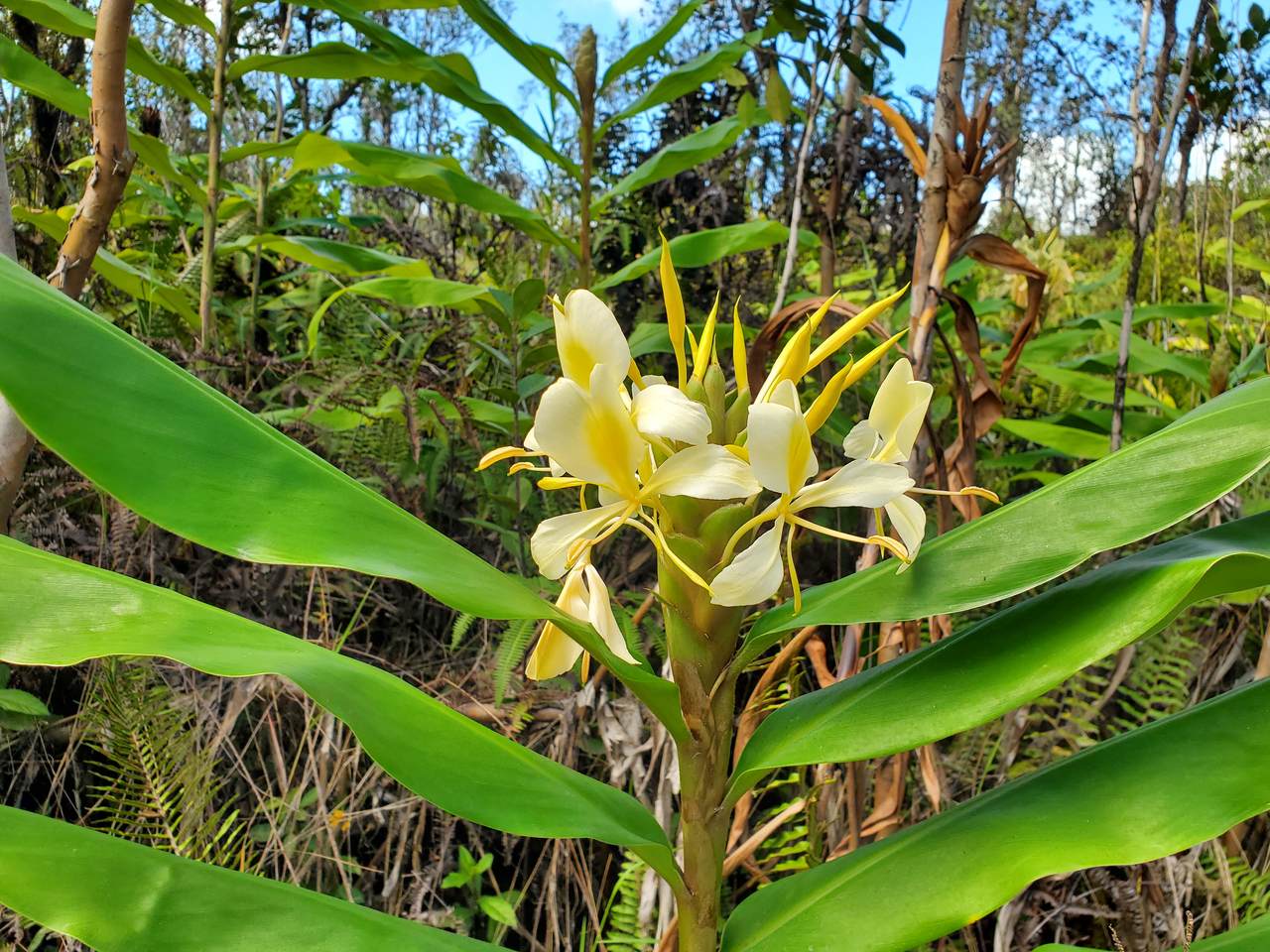  Road 7 (Opeapea) - Photo 1