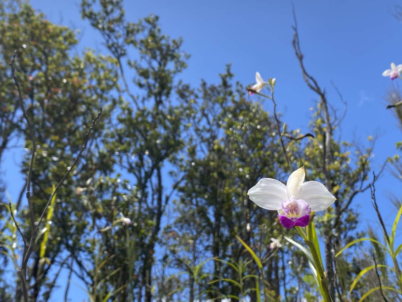 https://bt-photos.global.ssl.fastly.net/hawaii/1280_boomver_1_726211-1.jpg