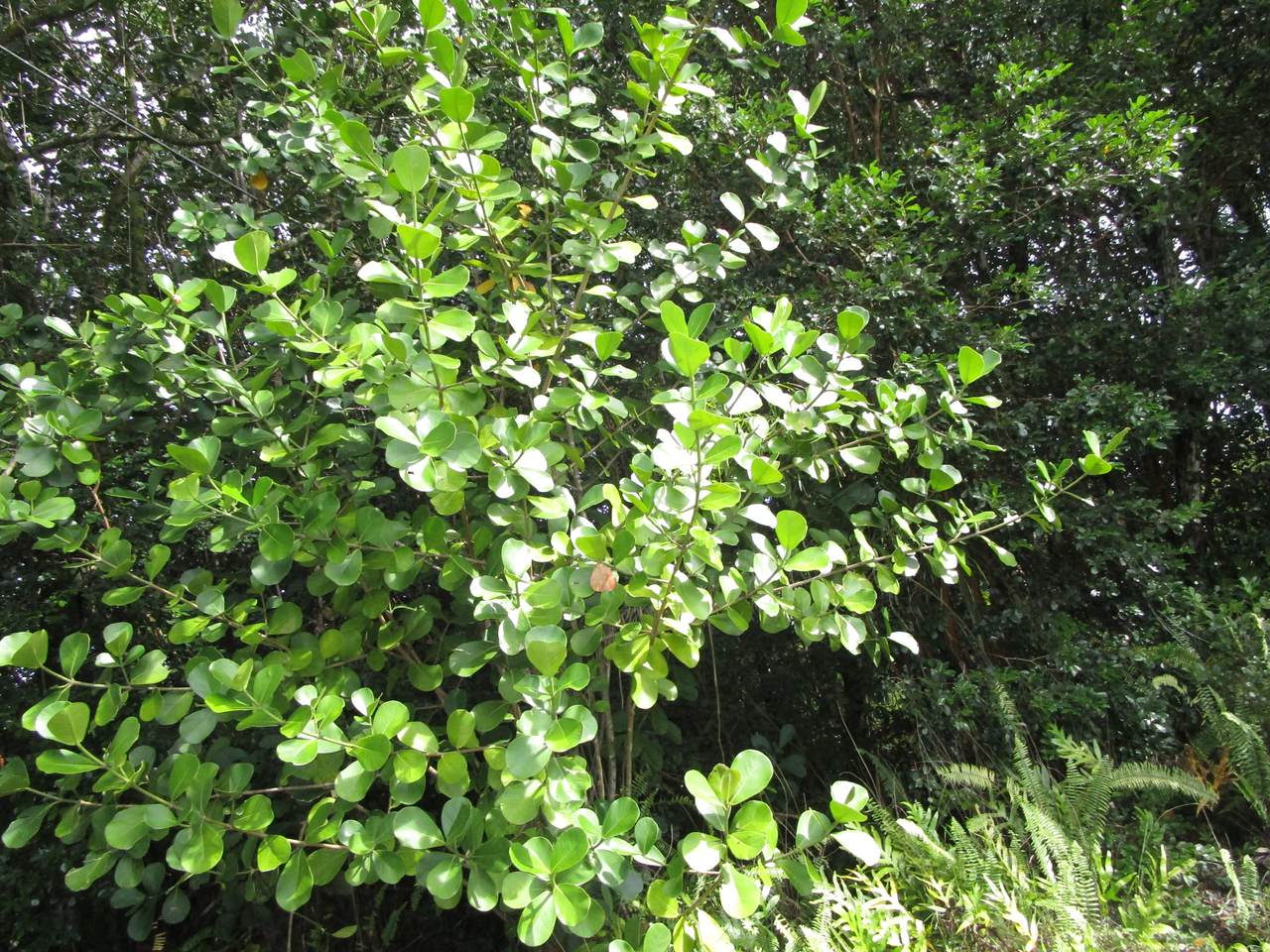  Amau Rd - Photo 1