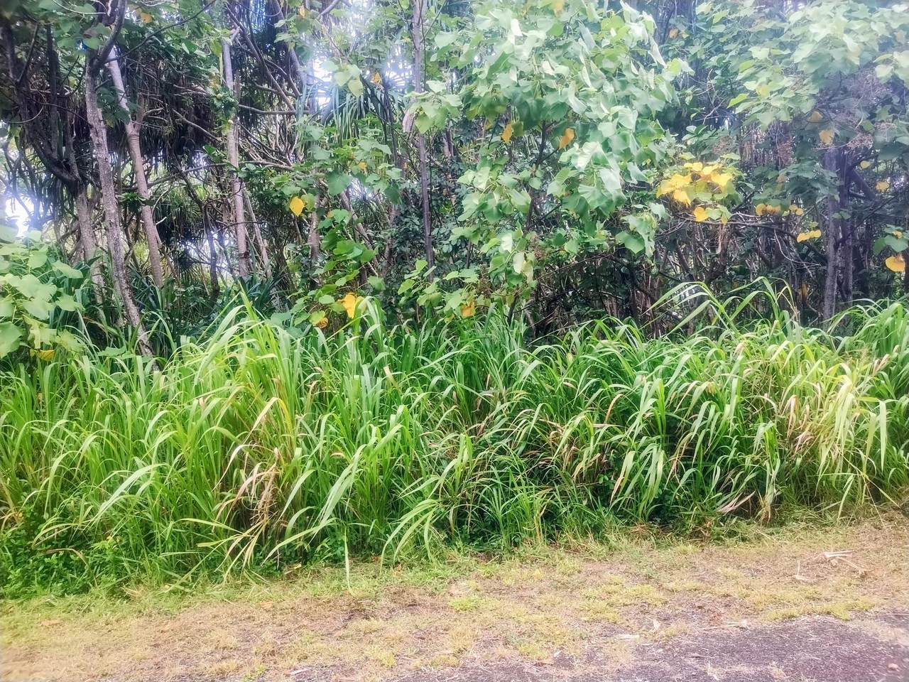  Koaekea St - Photo 1