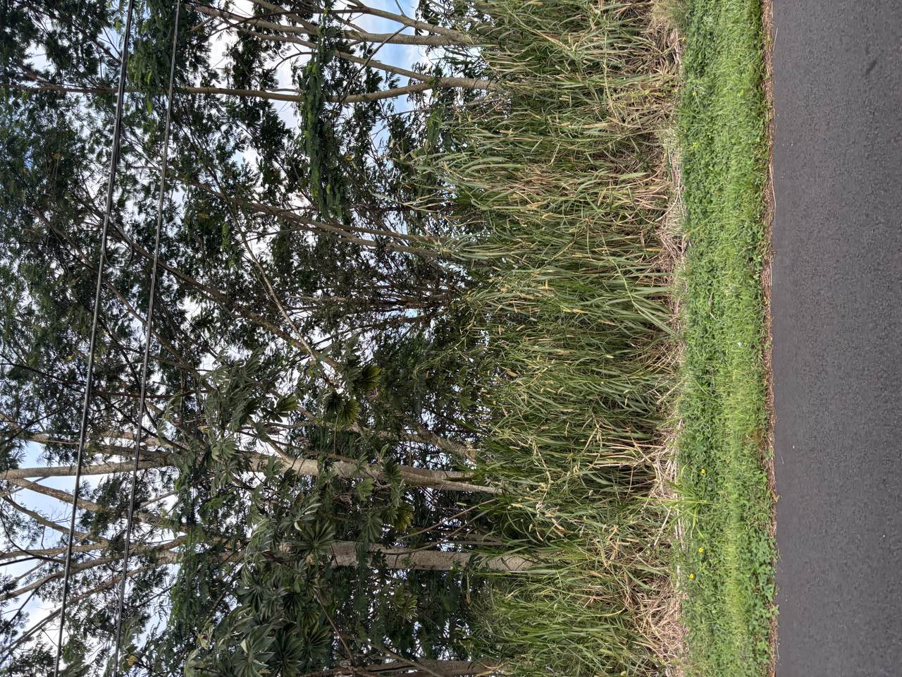  Hibiscus Dr - Photo 1