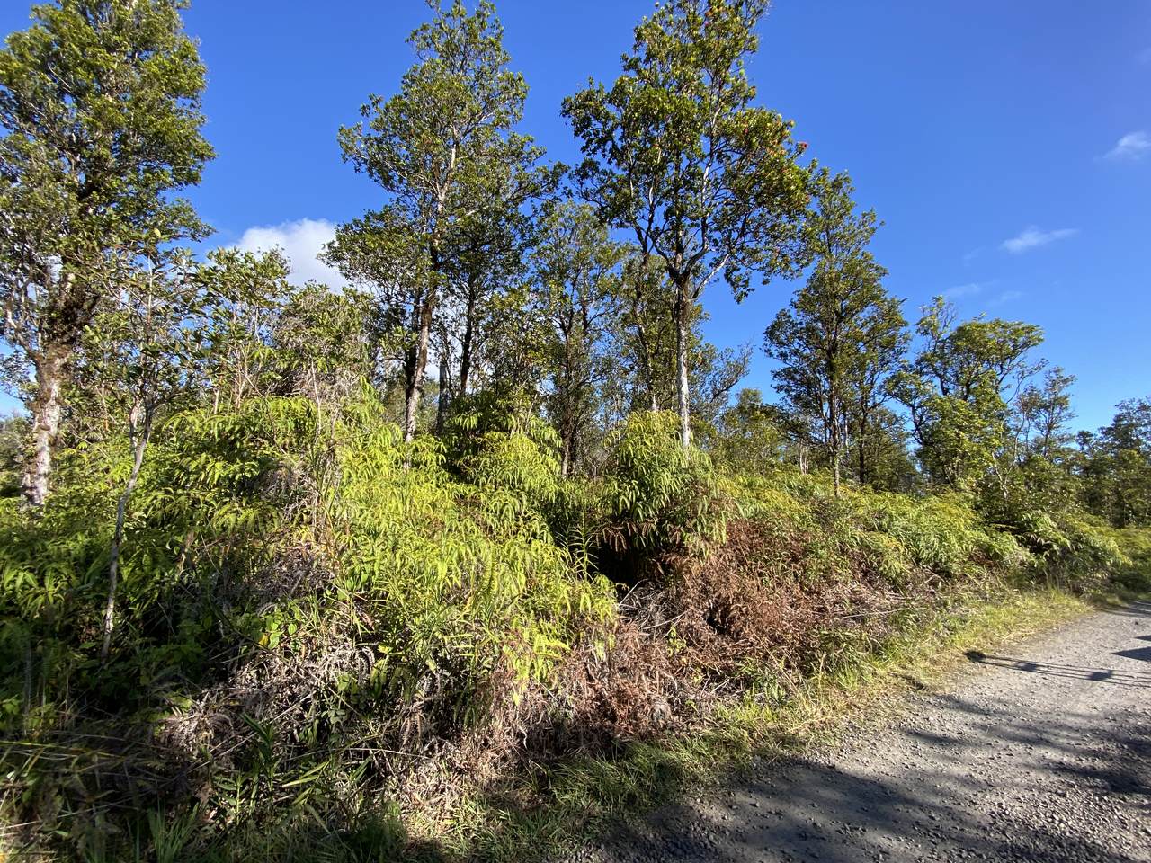  Jungle King Ave - Photo 1