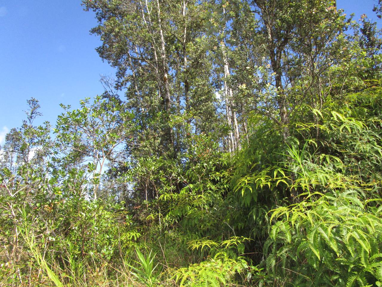  Road 9 (Koloa Maoli) - Photo 1