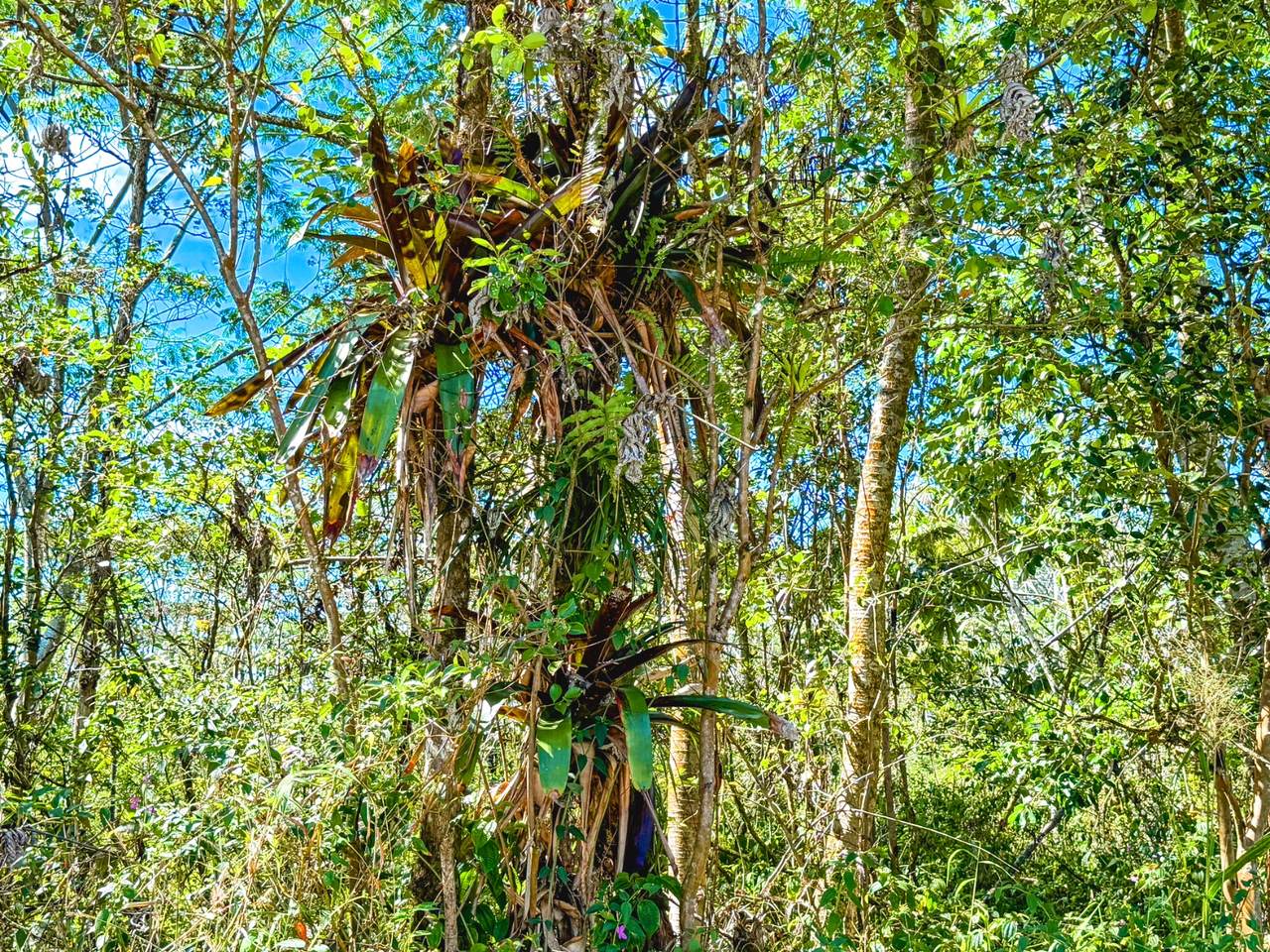 https://bt-photos.global.ssl.fastly.net/hawaii/1280_boomver_1_727467-1.jpg