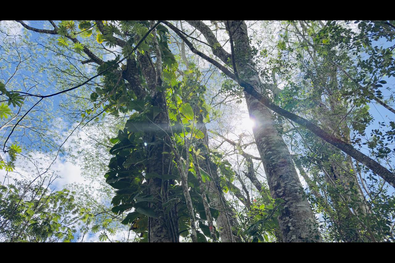  Plumeria Rd - Photo 1